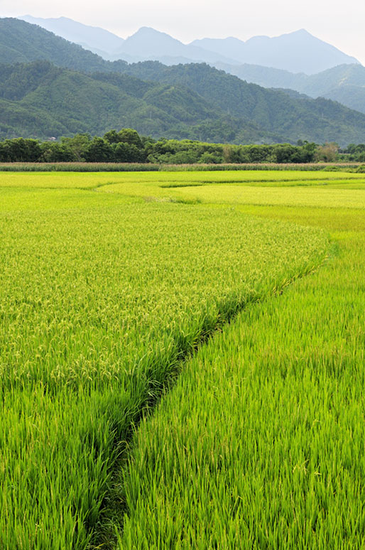 Montagnes et rizières au nord du Vietnam