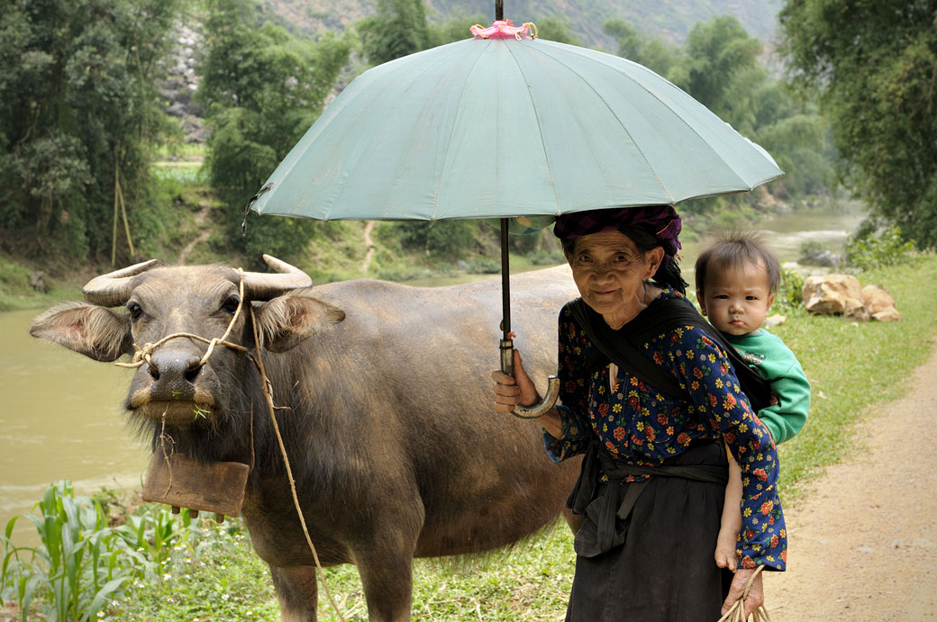 Buffle et grand-mère Hmong au nord du Vietnam