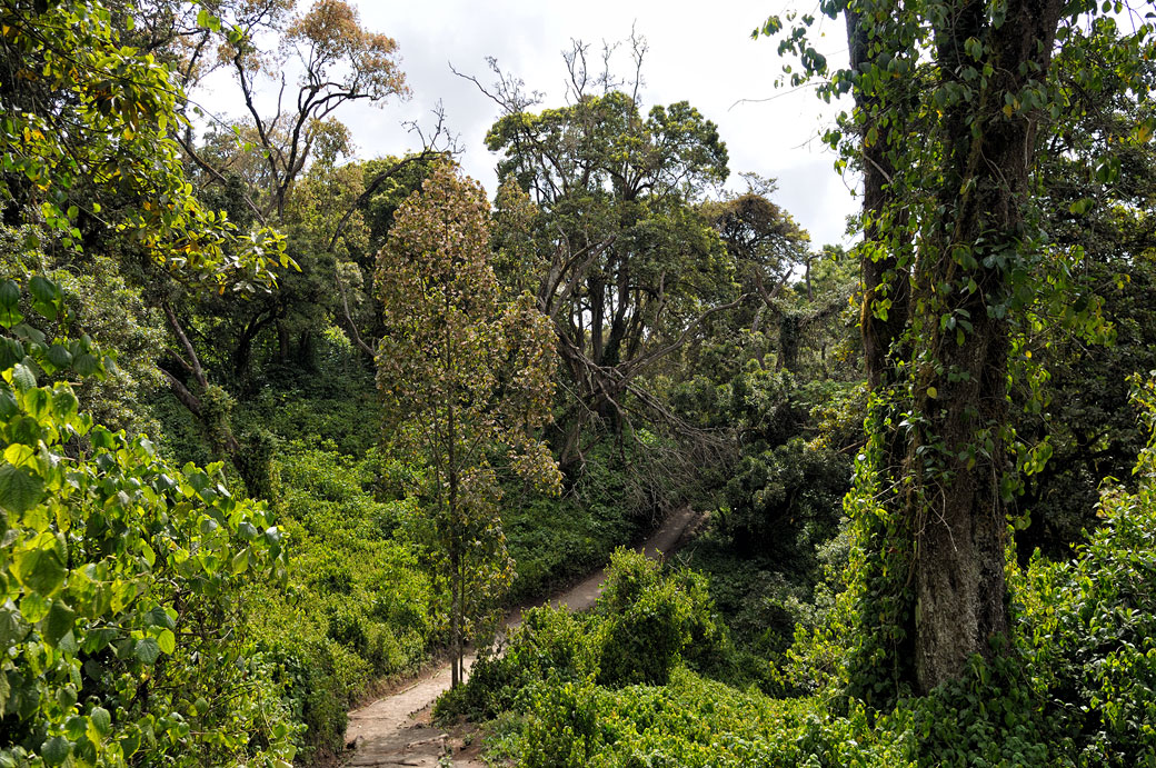 Forêt tropicale et sentier sur le Kilimandjaro, Tanzanie