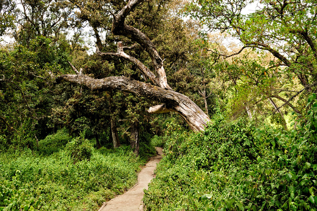 Sentier de la voie Lemosho dans la forêt tropicale, Tanzanie