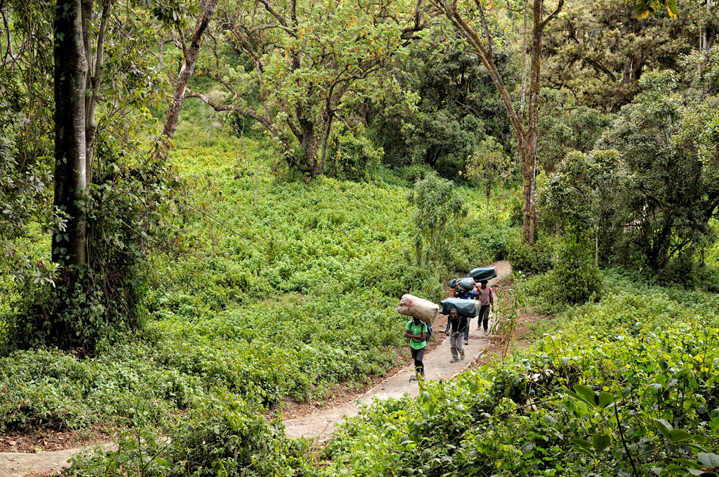 Porteurs dans la forêt tropicale sur le Kilimandjaro, Tanzanie