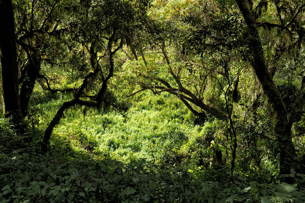 Forêt tropical dense au Kilimandjaro, Tanzanie