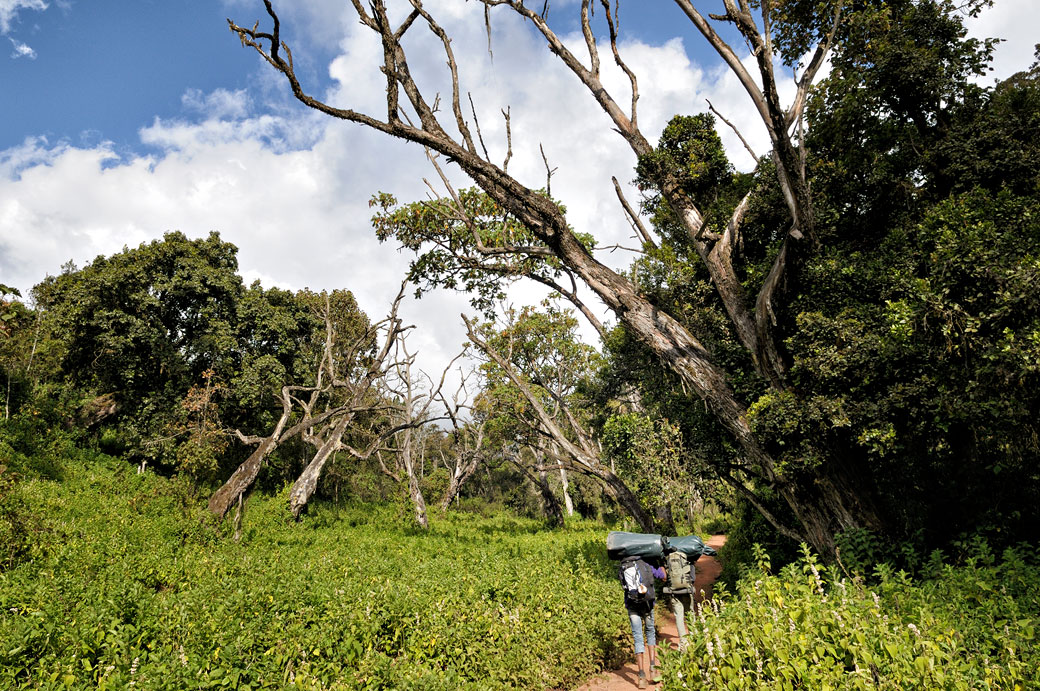 Porteurs sur la voie Lemosho dans la forêt du Kilimandjaro, Tanzanie