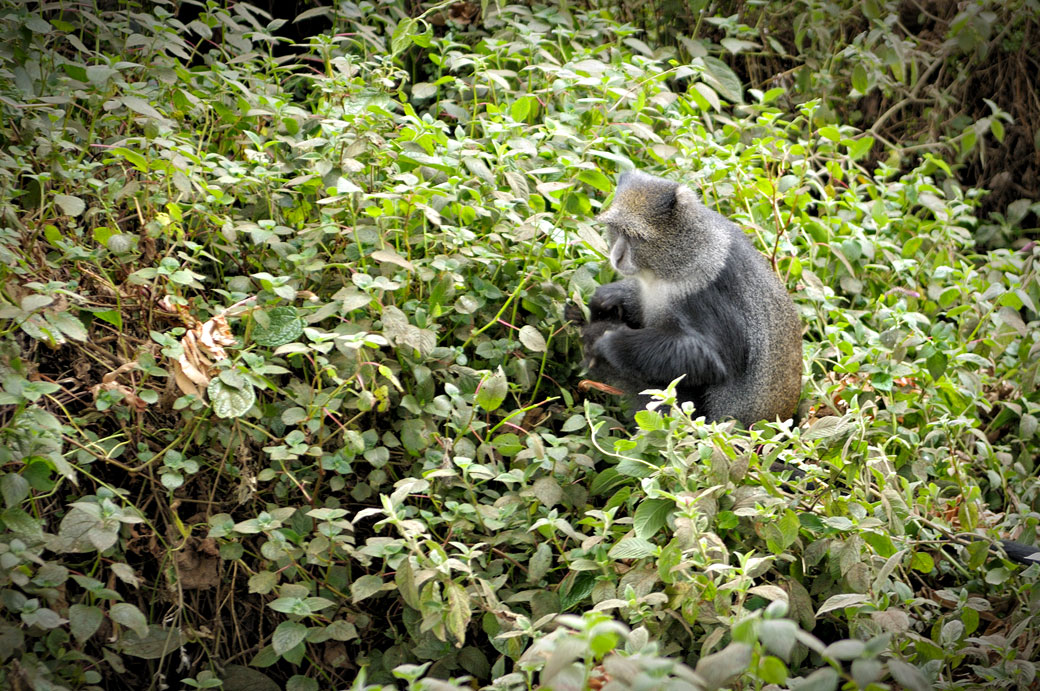 Singe bleu à Forest camp sur le Kilimandjaro, Tanzanie