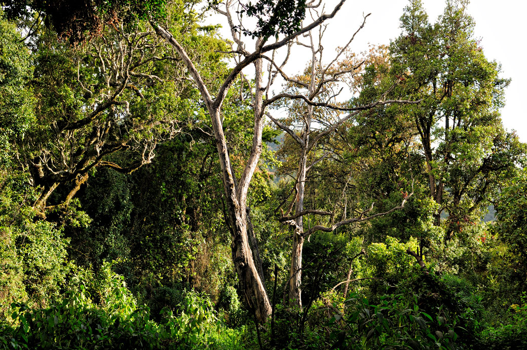 Forêt tropicale au camp Mti Mkubwa sur le Kilimandjaro, Tanzanie