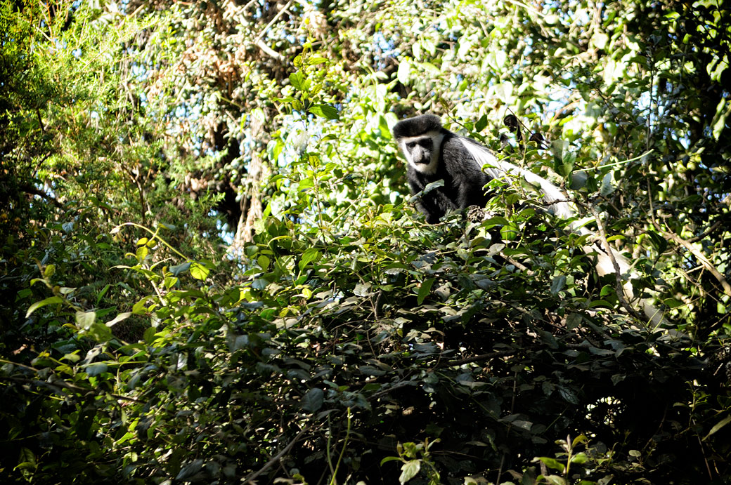 Colobe guéréza dans un arbre à Forest Camp, Tanzanie