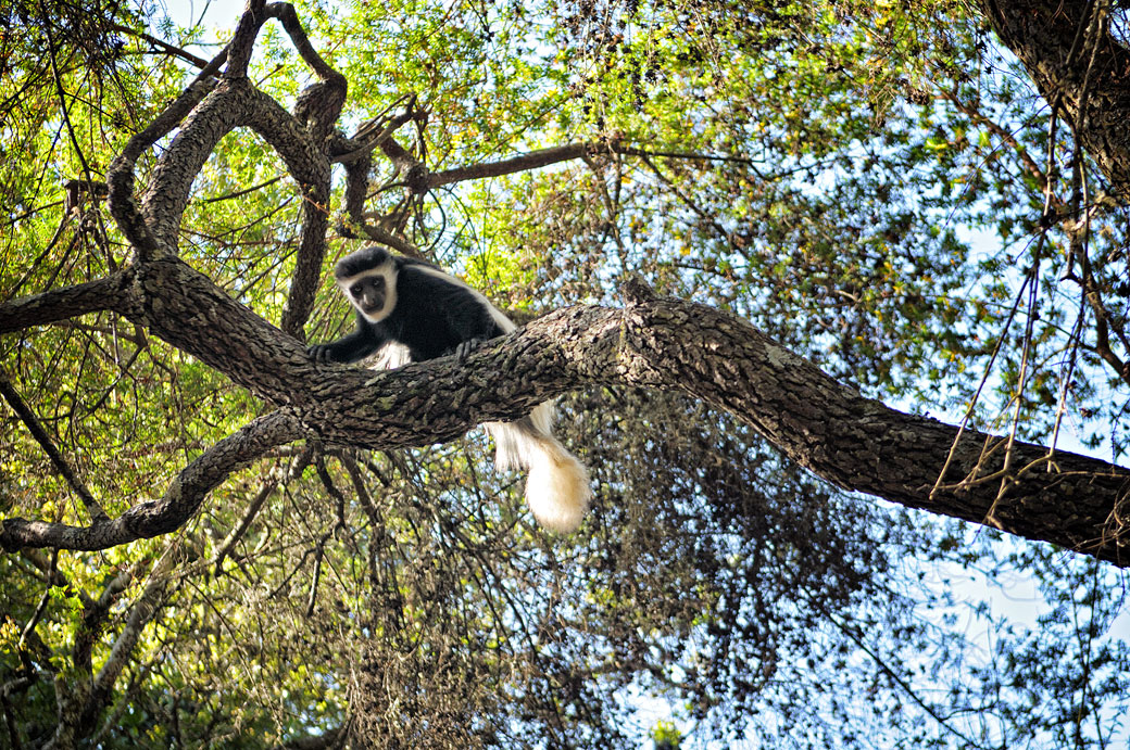 Colobe guéréza dans un arbre à Mti Mkubwa, Tanzanie