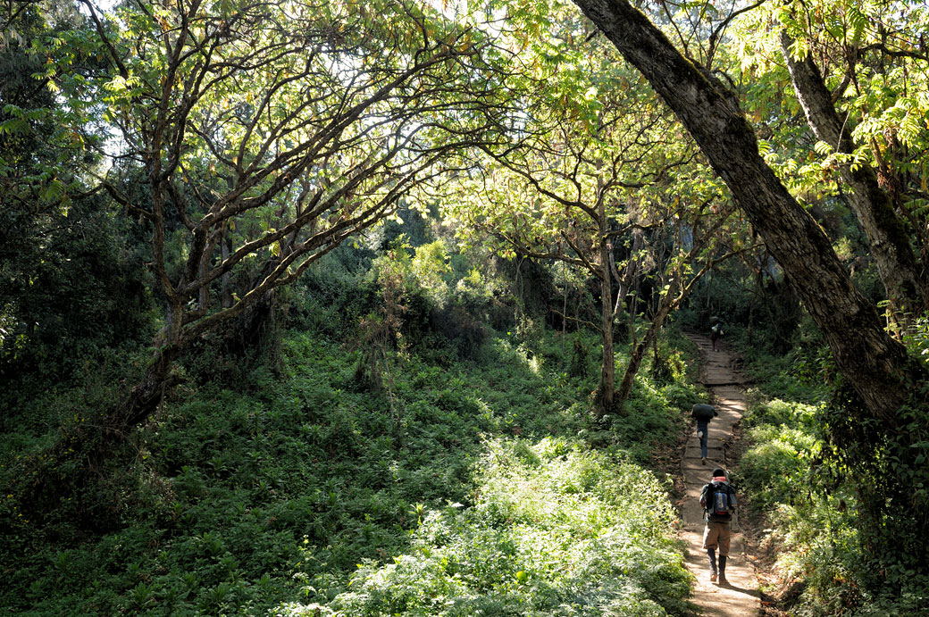 Sentier dans la forêt de la voie Lemosho sur le Kilimandjaro