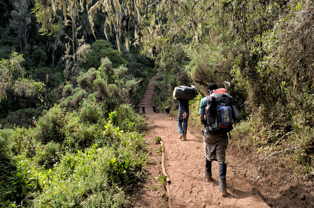 Guide et porteur dans la forêt de la voie Lemosho, Tanzanie