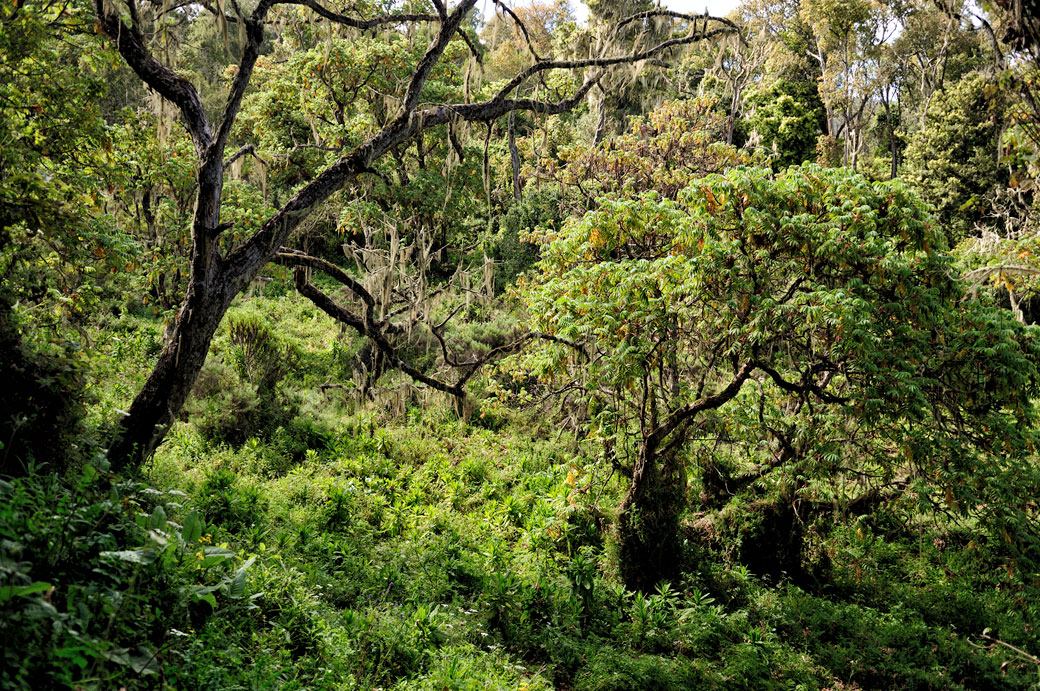 Forêt tropicale humide au bas du Kilimandjaro, Tanzanie