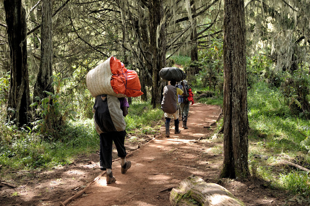 Porteurs dans la forêt humide du Kilimandjaro, Tanzanie