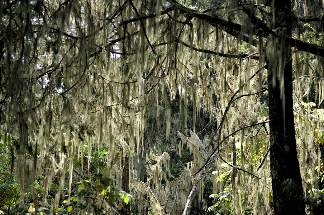 Cheveux d'ange sur les arbres du Kilimandjaro, Tanzanie