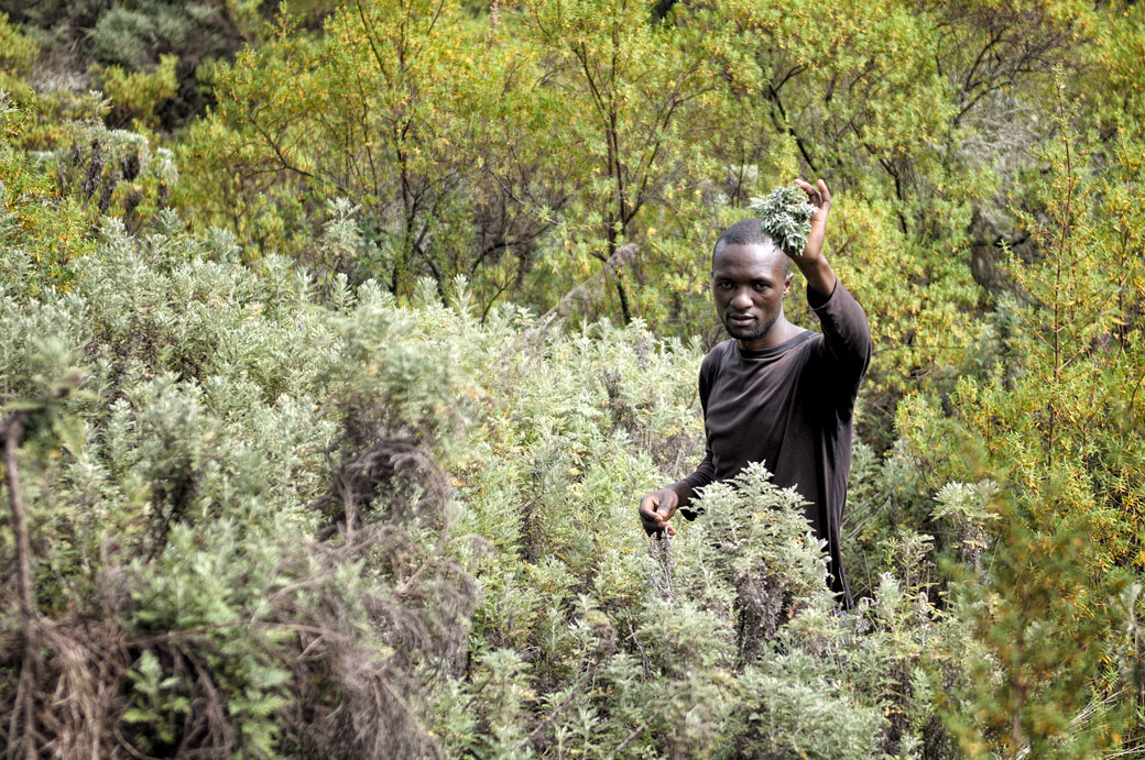 Porteur qui ramasse des plantes médicinales sur le Kilimandjaro, Tanzanie