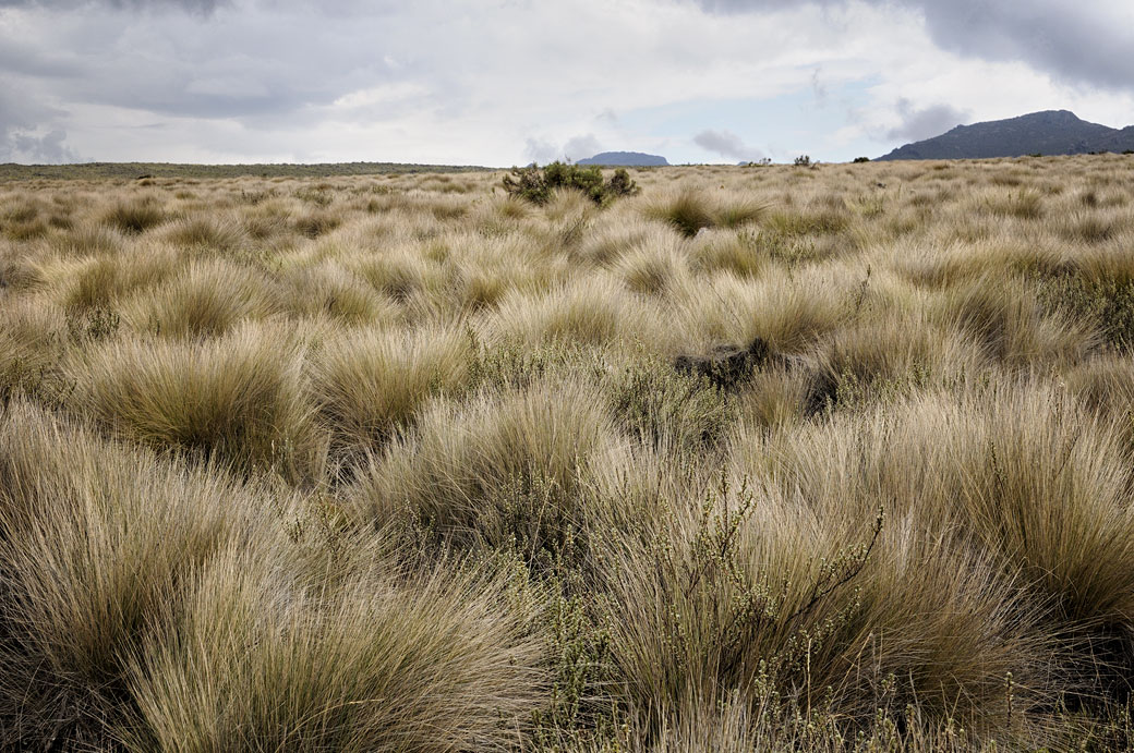 Herbes sur le plateau de Shira au Kilimandjaro, Tanzanie