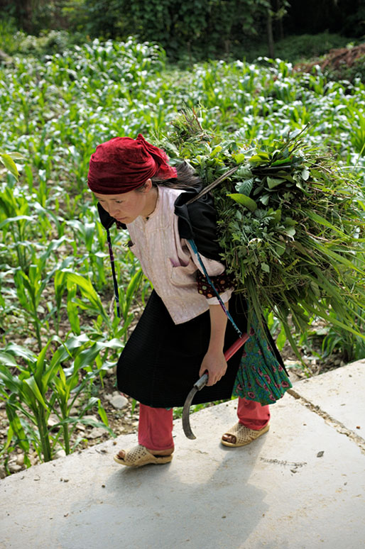 Jeune femme qui porte des herbes coupées, Vietnam