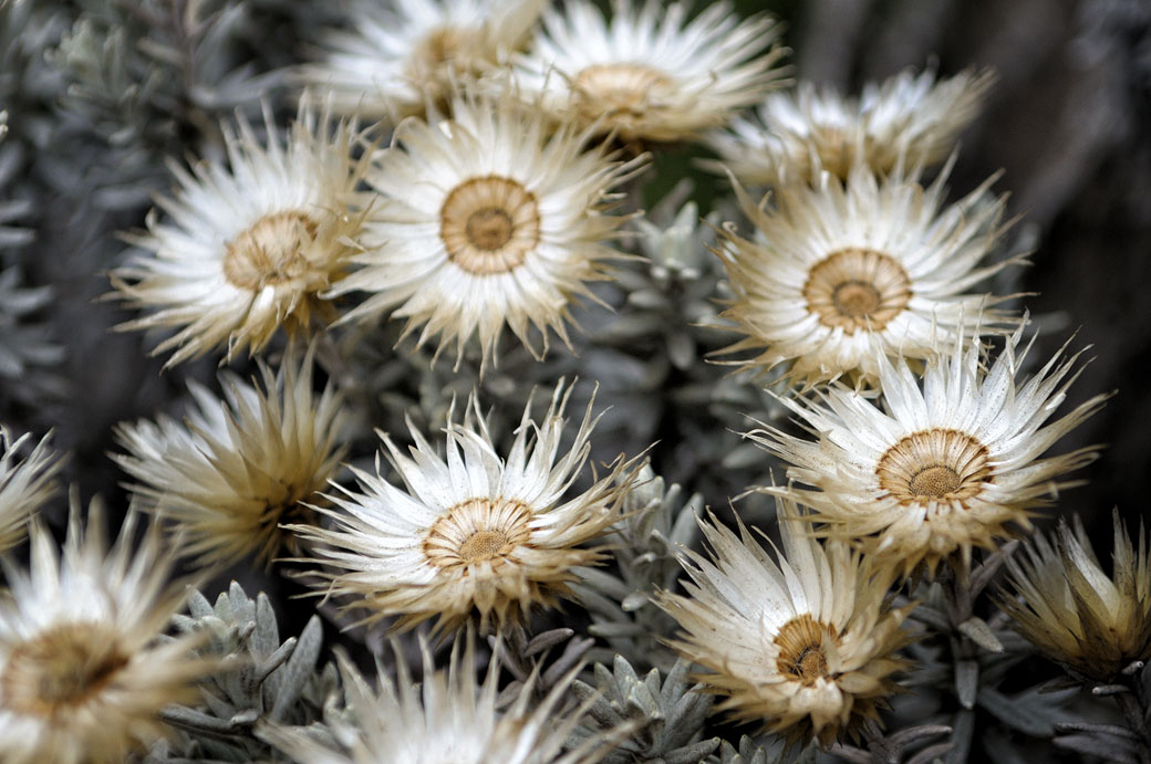 Fleurs immortelles (Helichrysum) sur le Kilimandjaro, Tanzanie