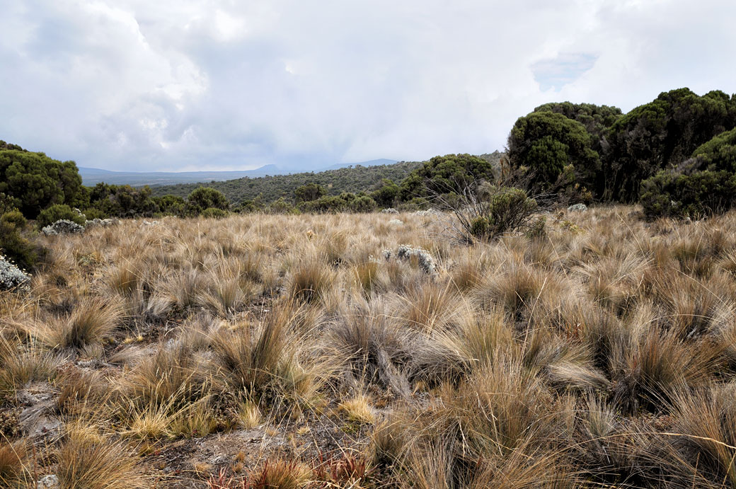 Végétation sur le plateau de Shira sur le Kilimandjaro, Tanzanie