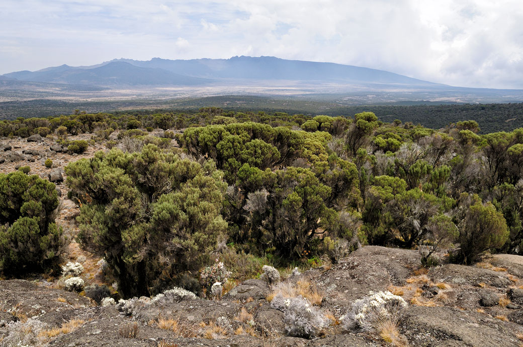 Vue sur le plateau de Shira au Kilimandjaro, Tanzanie