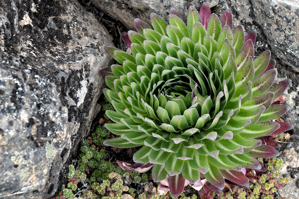 Jeune Lobelia deckenii vue de dessus au Kilimandjaro, Tanzanie