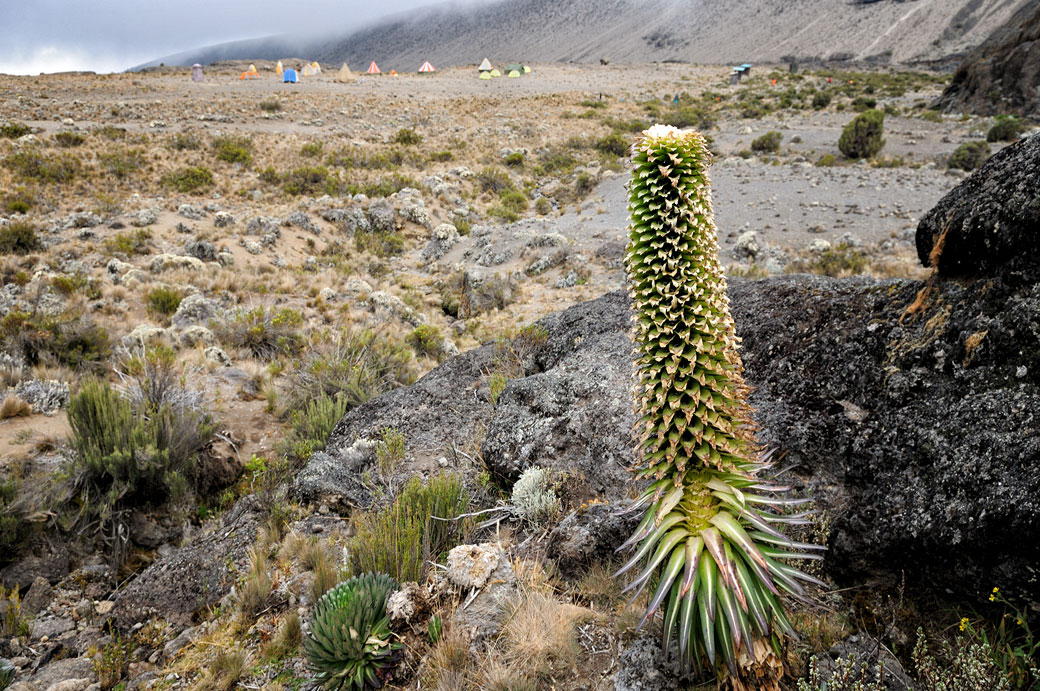 Lobelia deckenii près du campement de Moir Hut, Tanzanie