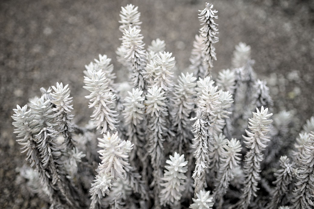 Plantes immortelles (Helichrysum) sur le Kilimandjaro, Tanzanie