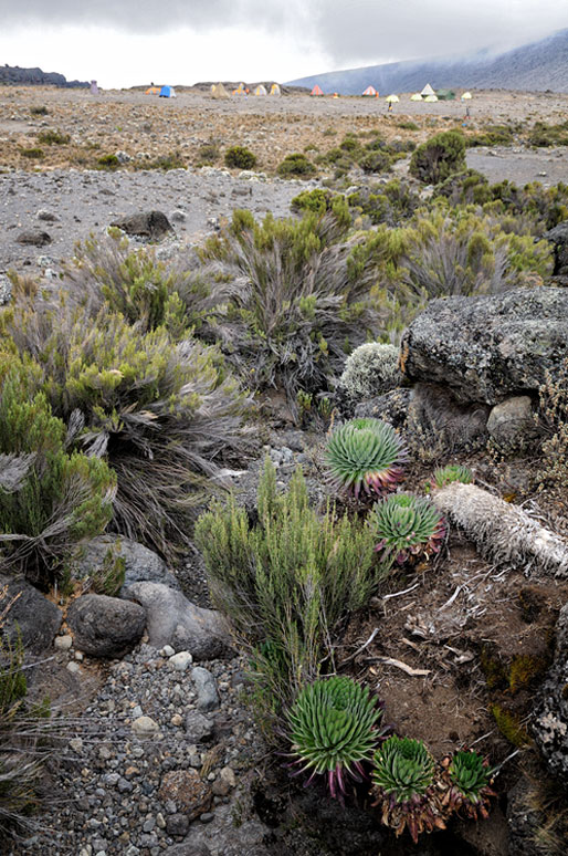 Lobelia deckenii près de Moir Hut camp, Tanzanie