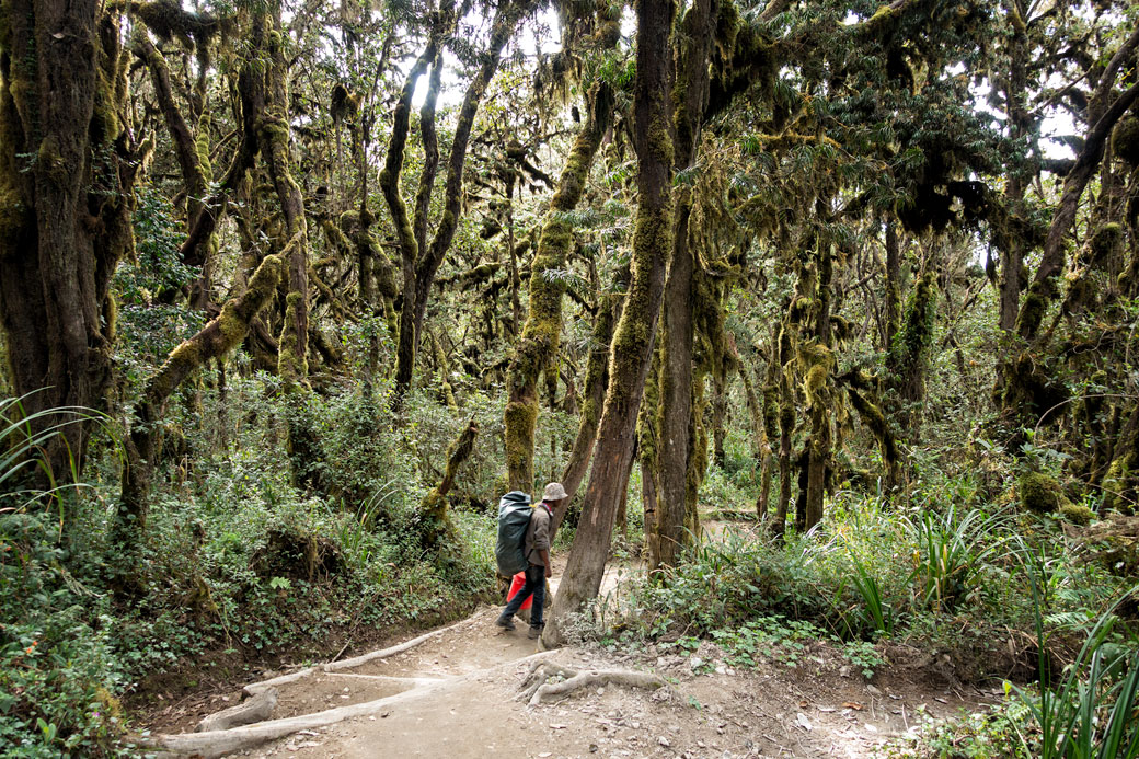 Descente du Kilimandjaro dans la forêt par la voie Mweka, Tanzanie