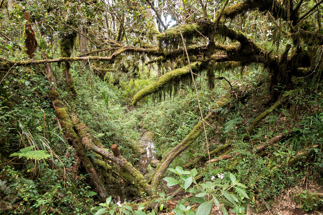 Forêt humide sur les pentes inférieures du Kilimandjaro, Tanzanie