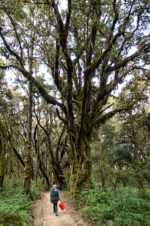 Forêt tropicale lors de la descente du Kilimandjaro, Tanzanie