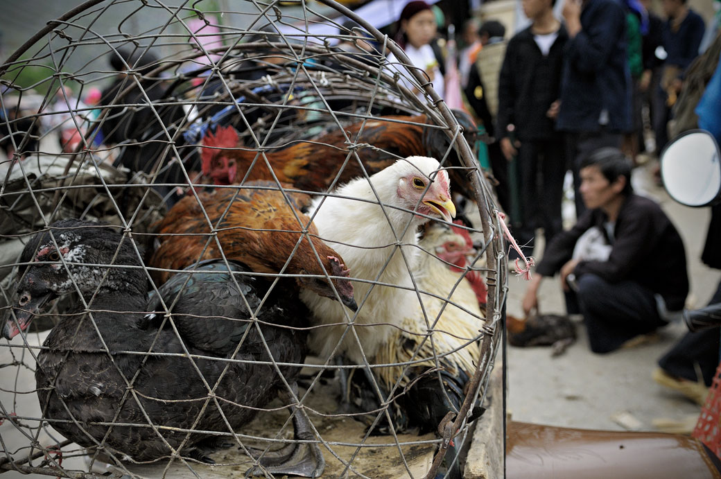 Poules en cage au marché de Meo Vac, Vietnam