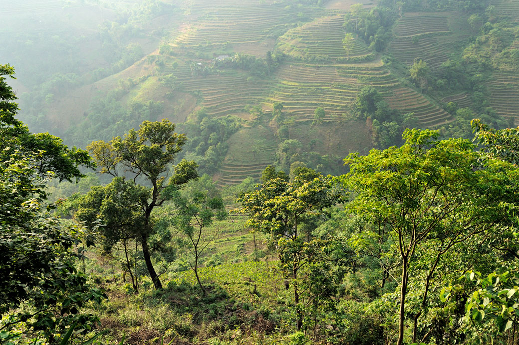 Culture en terrasses au nord du pays, Vietnam