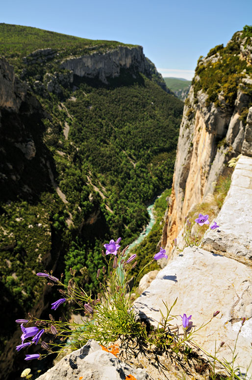 Campanules dans les Gorges du Verdon, France