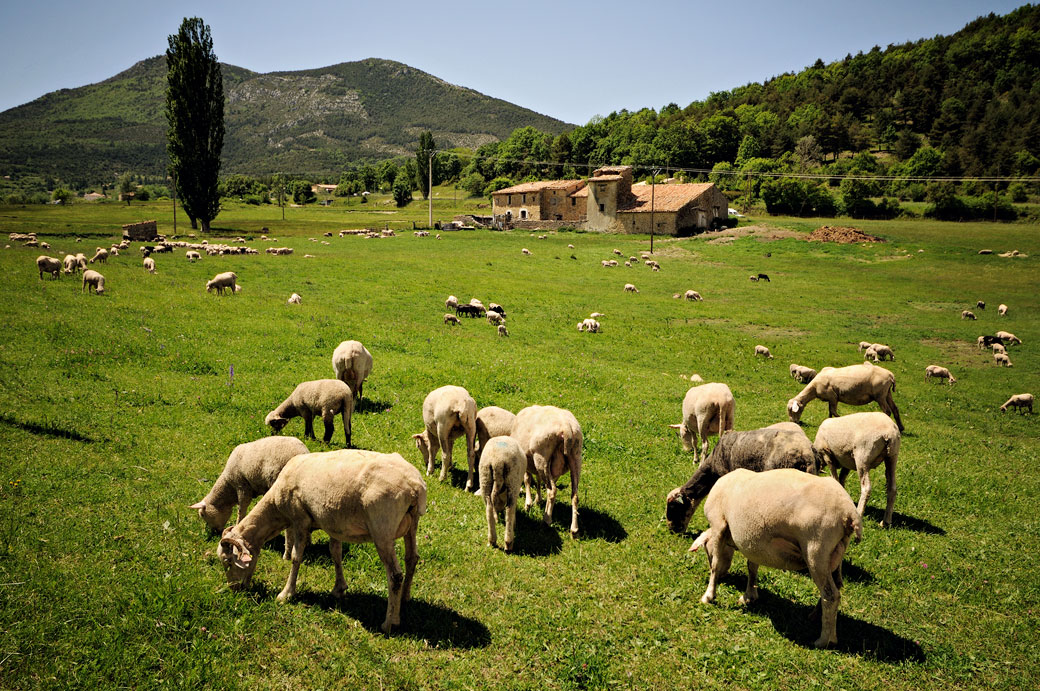 Moutons et ferme Provençale près de la Palud-sur-Verdon, France