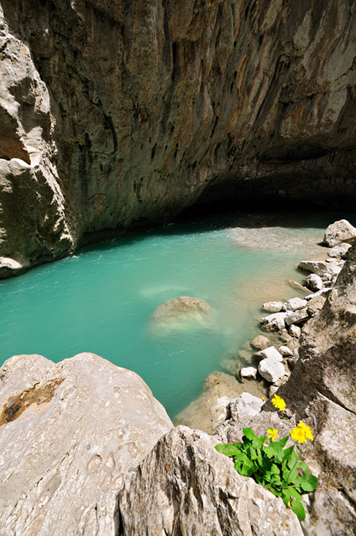 Petites fleurs jaunes au cœur des Gorges du Verdon, France