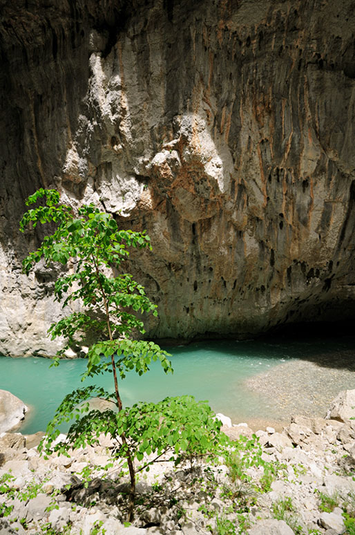 Arbre et falaise à l'étroit du Baou Béni dans les Gorges du Verdon