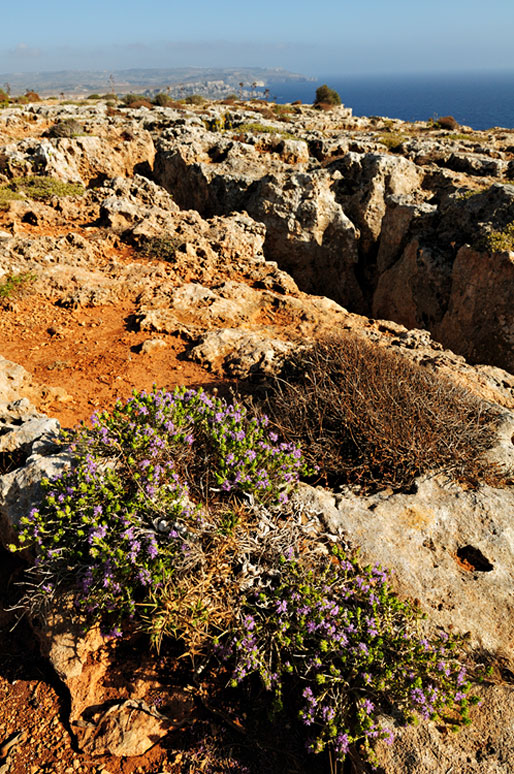 Fleurs sur la Péninsule de Marfa au nord de Malte