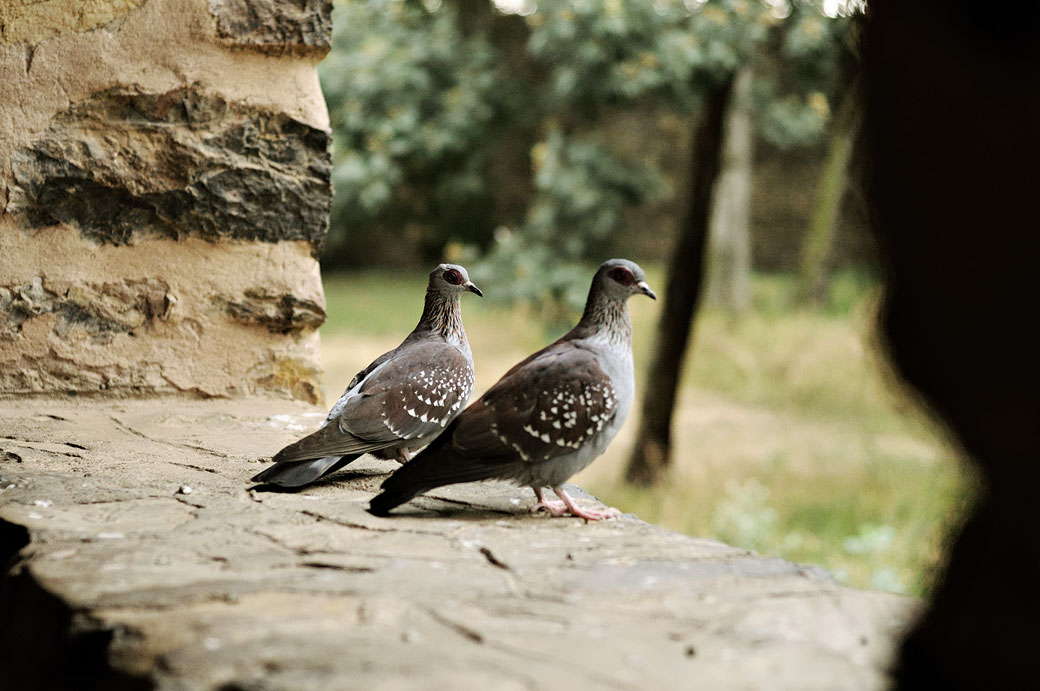 Pigeons à l'église Debré Berhan Sélassié de Gondar, Ethiopie