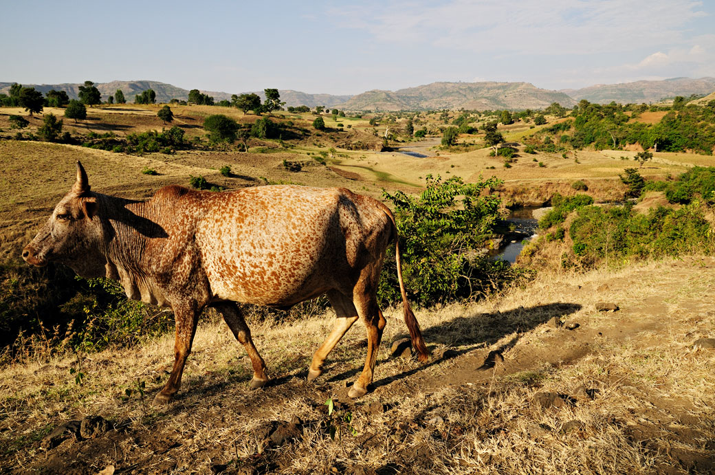 Vache tachetée dans la campagne, Ethiopie