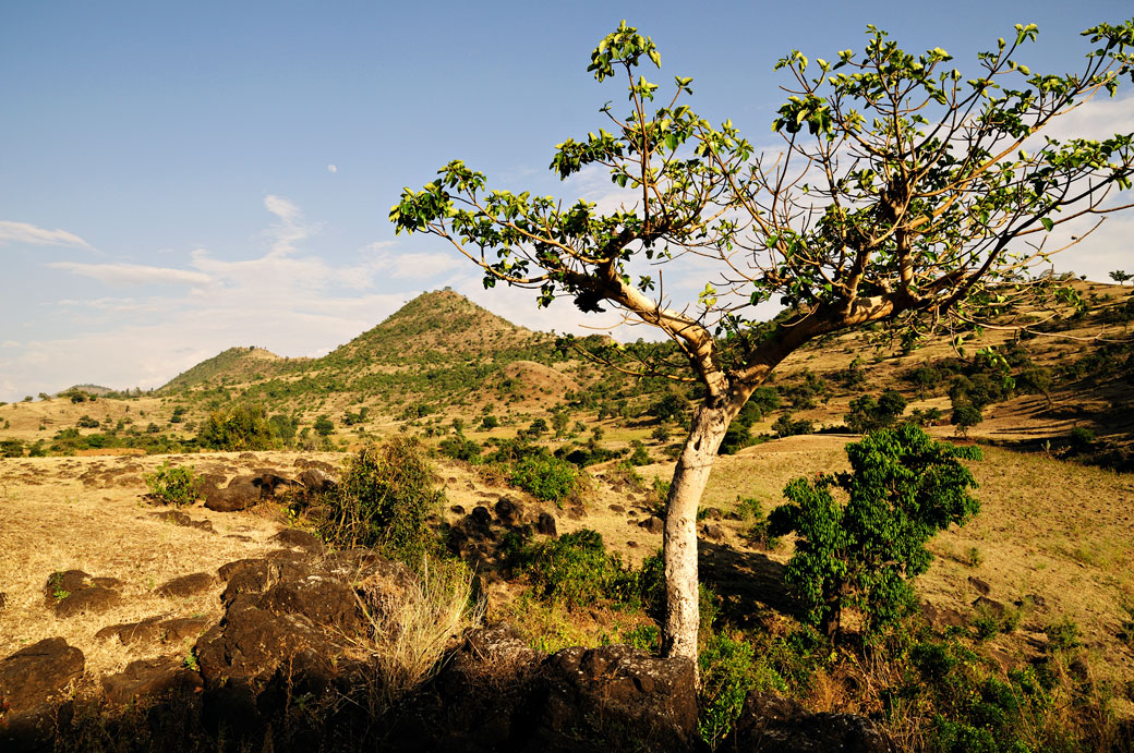 Arbre dans la campagne de la région de Tis Abay, Ethiopie