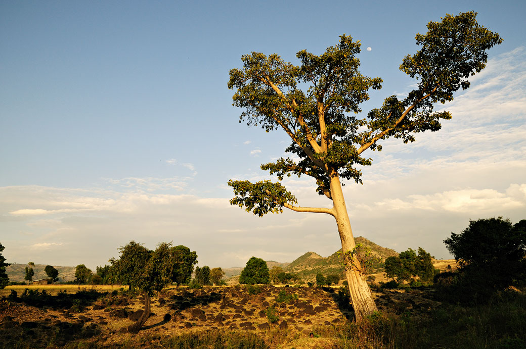 Arbre dans la campagne de Tis Abay, Ethiopie