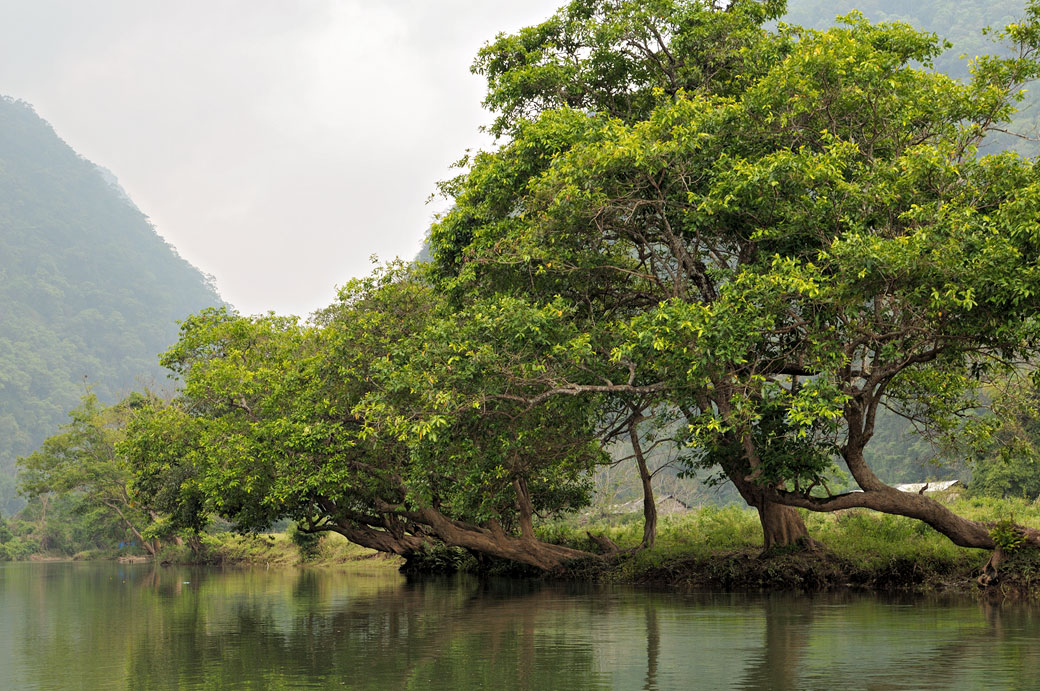 Arbres sur les berges du lac de Ba Be, Vietnam