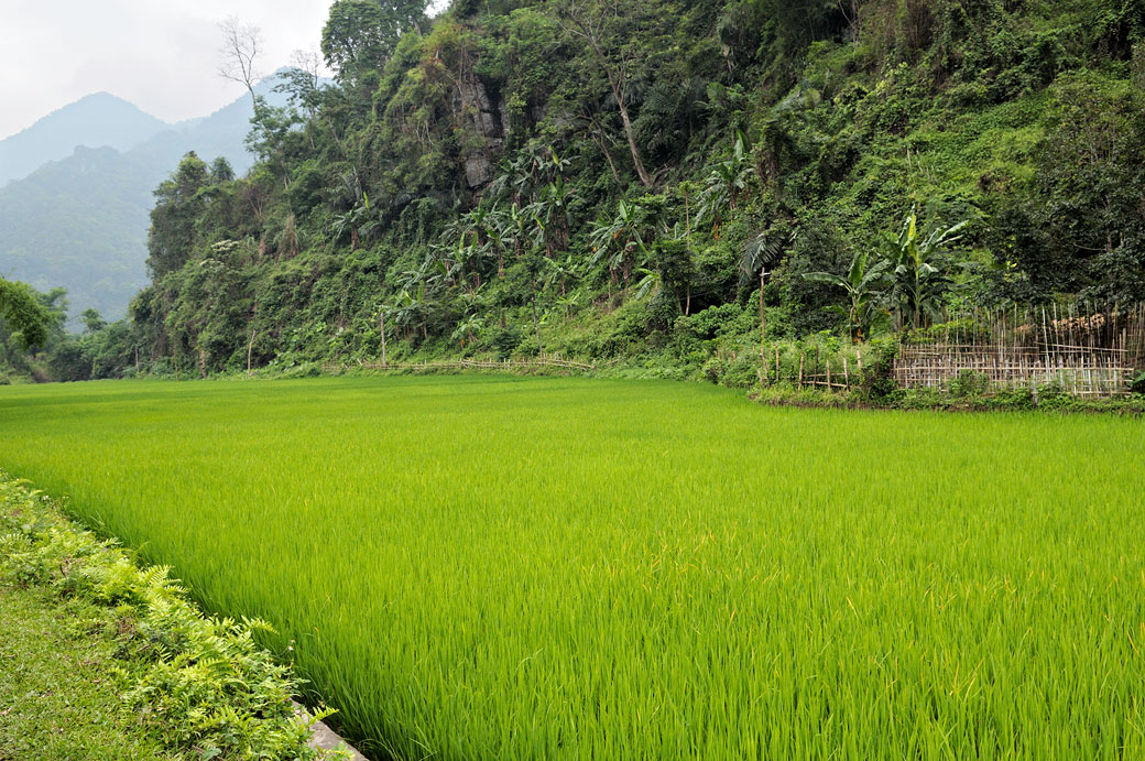 Rizière et montagnes dans le parc national de Ba Be, Vietnam