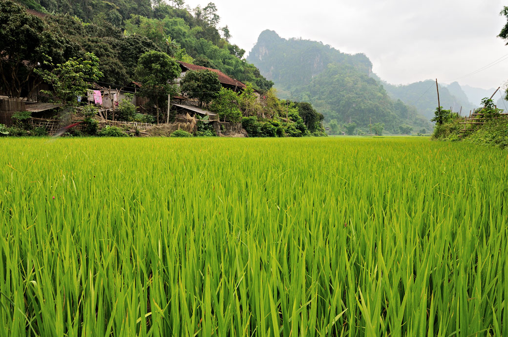 Rizière dans le parc national de Ba Be, Vietnam