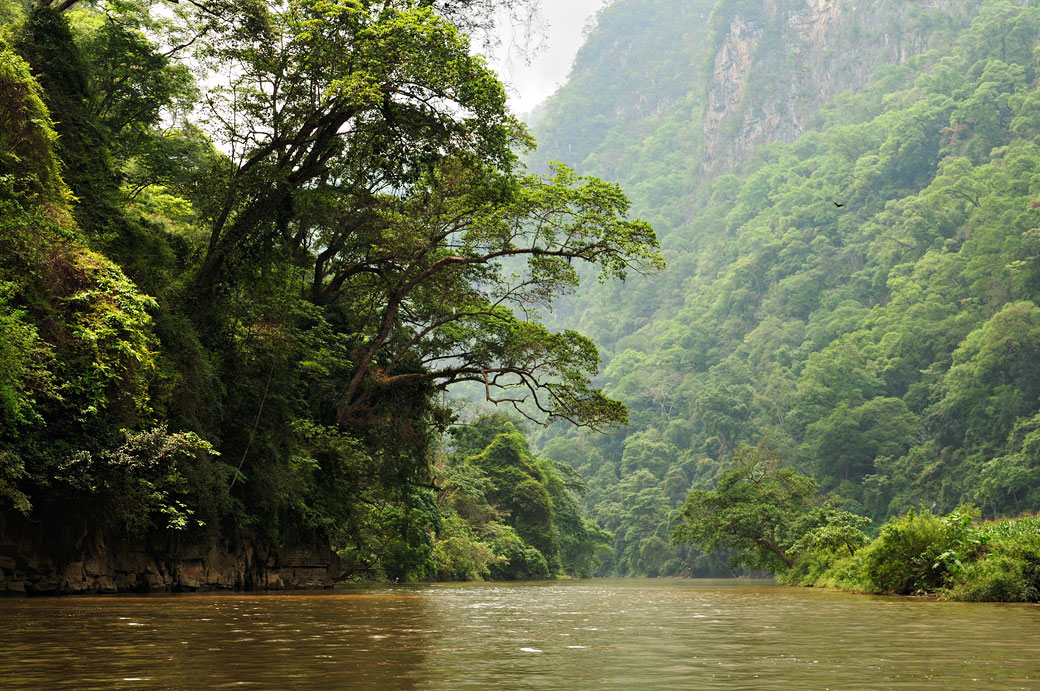 Forêt tropicale dans le parc national de Ba Be, Vietnam