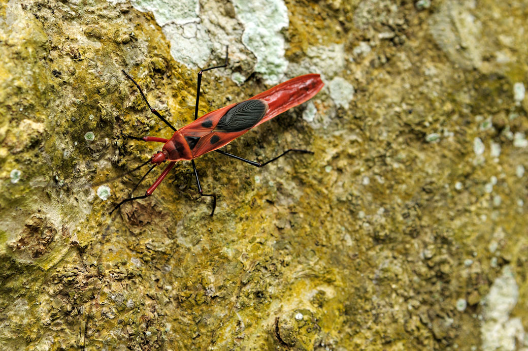 Insecte rouge et noir sur un tronc d'arbre, Vietnam