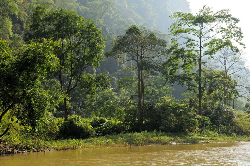 Arbres et rivière dans le parc national de Ba Be, Vietnam