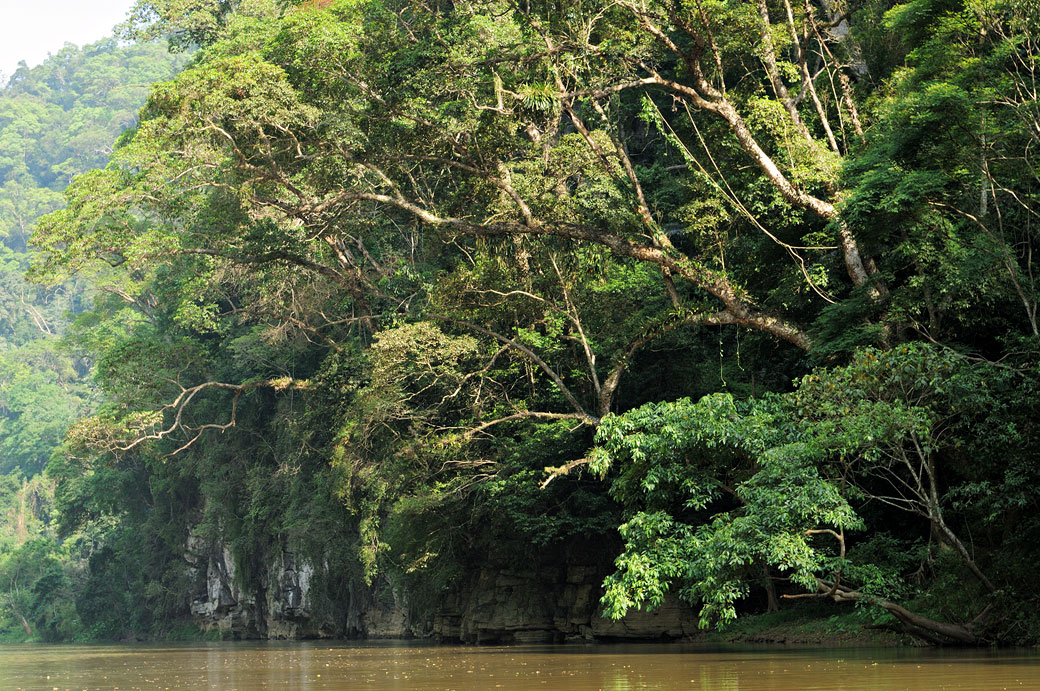 Forêt luxuriante sur les berges du lac de Ba Be, Vietnam