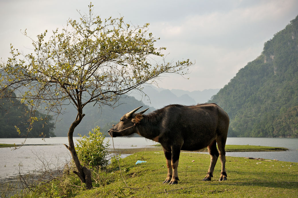 Buffle sur les berges du lac de Ba Be, Vietnam