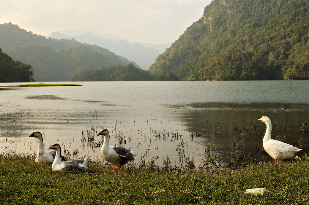 Oies au bord du lac de Ba Be, Vietnam