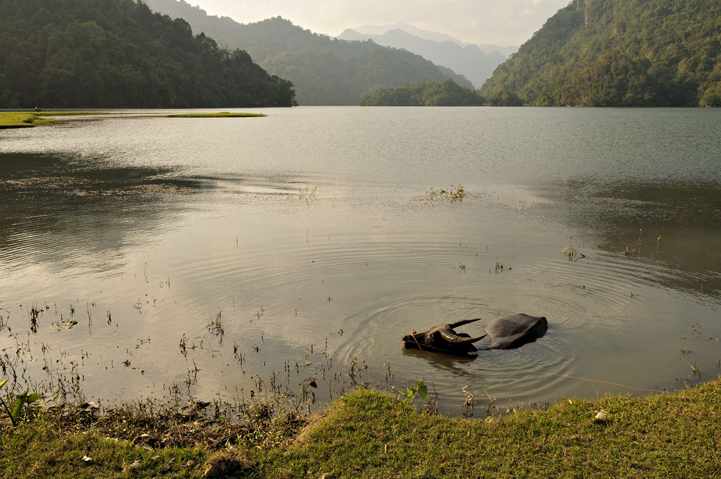 Buffle dans le lac de Ba Be, Vietnam